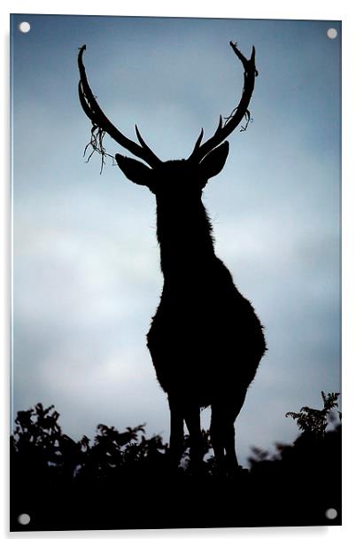Stag silhouette Acrylic by Macrae Images