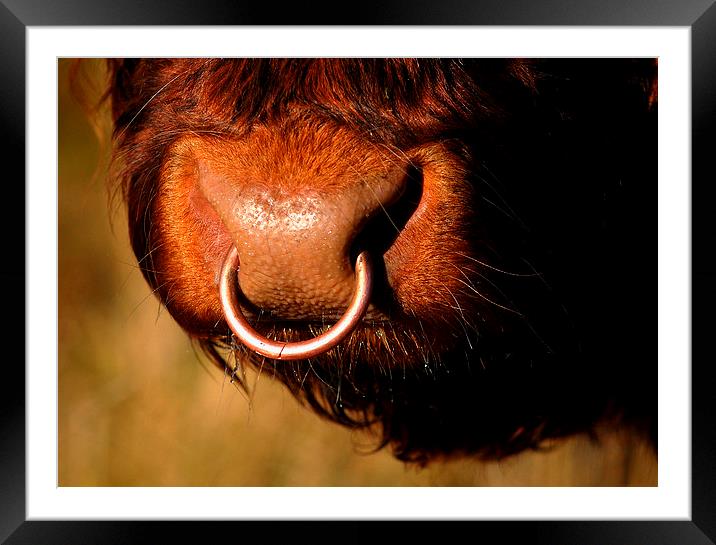 Highland Bull Framed Mounted Print by Macrae Images