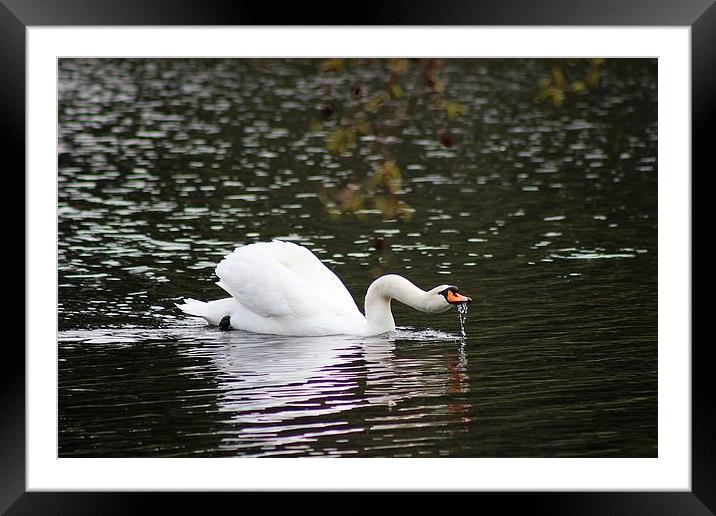 Swan in Kew Gardens Framed Mounted Print by Richard Cruttwell