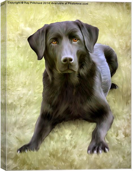 Black Labrador Canvas Print by Ray Pritchard