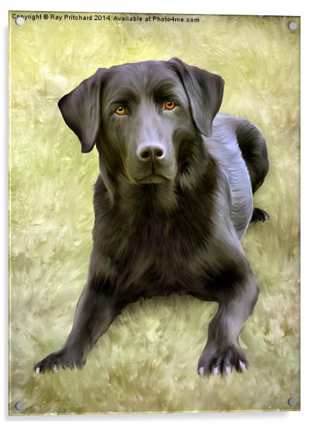 Black Labrador Acrylic by Ray Pritchard