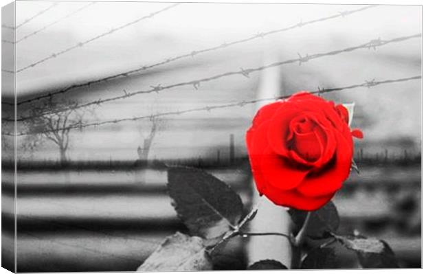 Red Rose Canvas Print by Richard Cruttwell