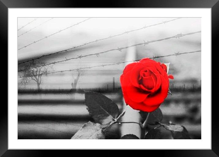 Red Rose Framed Mounted Print by Richard Cruttwell