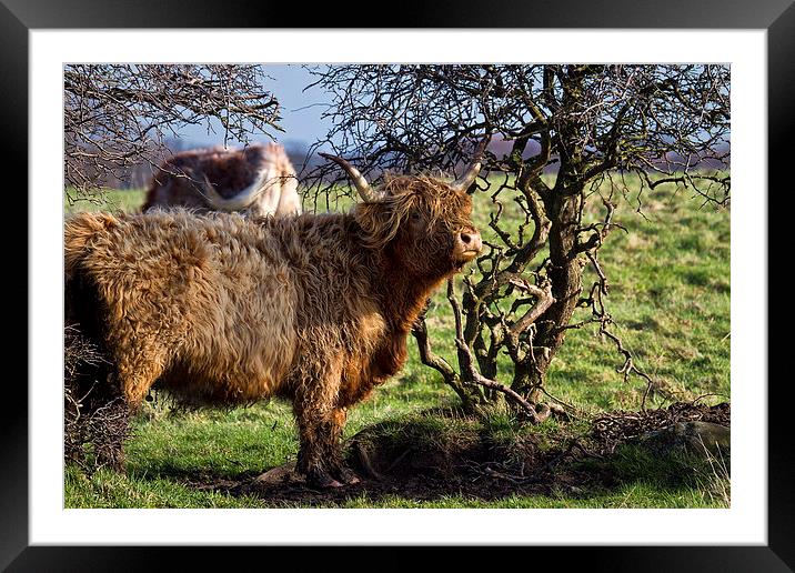 Highland cattle and a gnarled tree Framed Mounted Print by Jim Jones