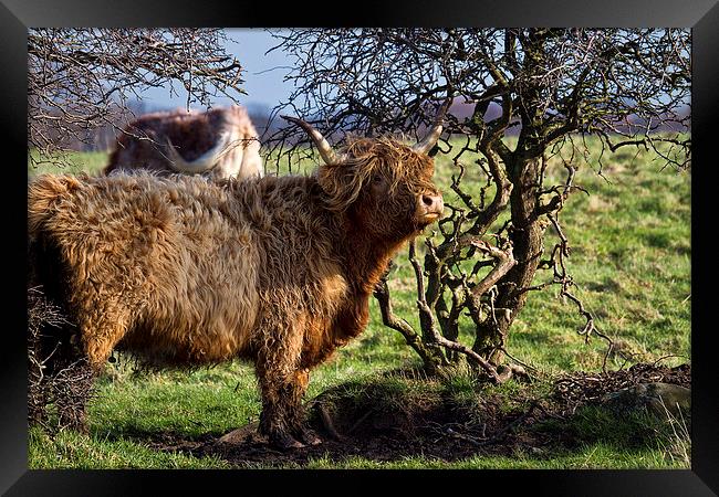Highland cattle and a gnarled tree Framed Print by Jim Jones