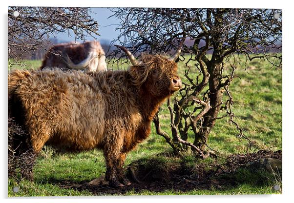 Highland cattle and a gnarled tree Acrylic by Jim Jones