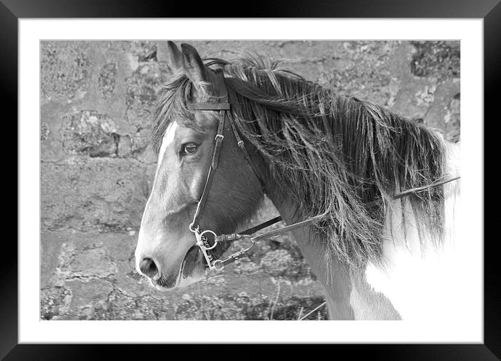 Tontos Horse Framed Mounted Print by Rob Seales