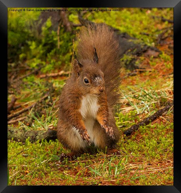 Red Squirrel - Sciurus vulgaris Framed Print by Sandi-Cockayne ADPS