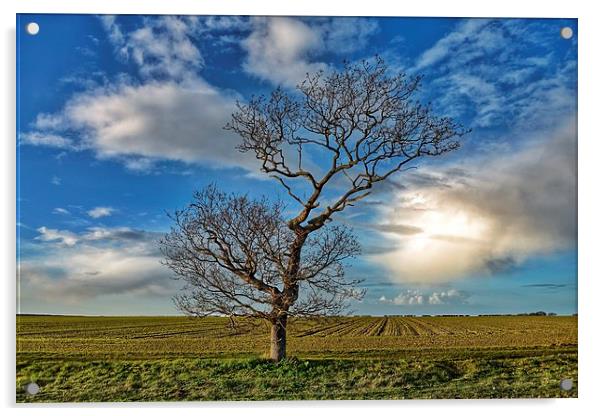 Shaped by the wind Acrylic by Gary Pearson