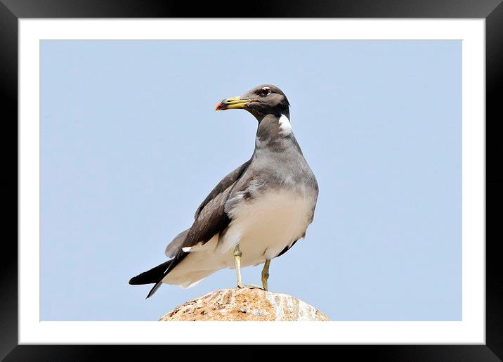 Sooty Gull [Ichthyaetus hemprichii] Framed Mounted Print by Jacqueline Burrell