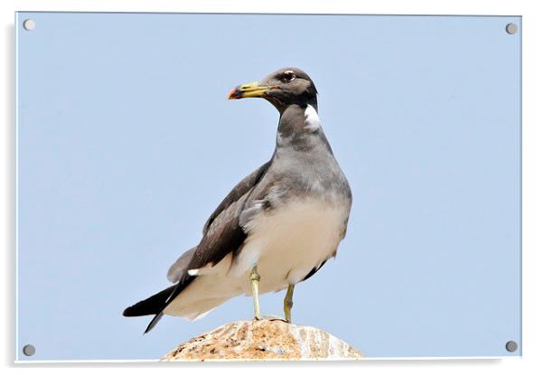 Sooty Gull [Ichthyaetus hemprichii] Acrylic by Jacqueline Burrell