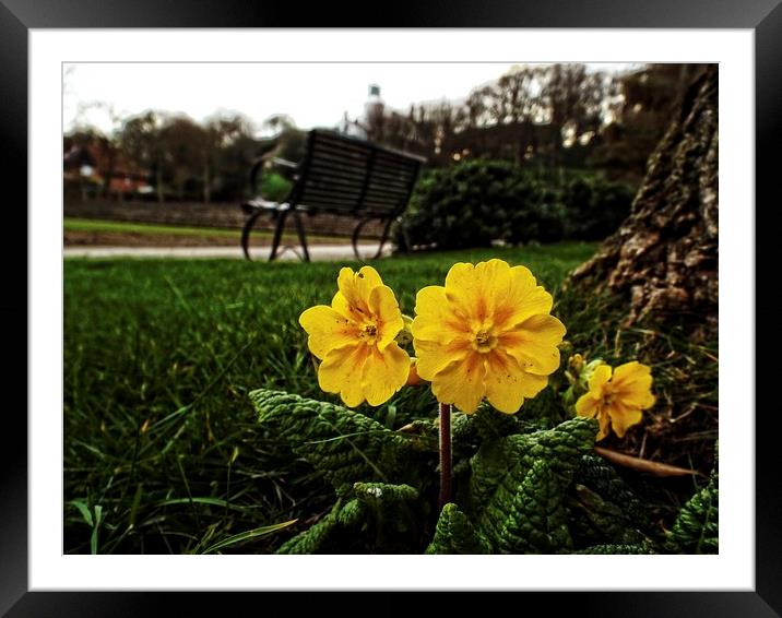 primroses in the park Framed Mounted Print by chrissy woodhouse