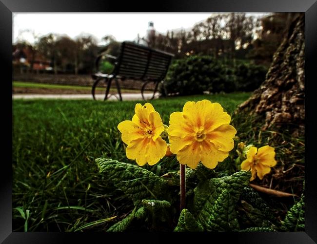 primroses in the park Framed Print by chrissy woodhouse