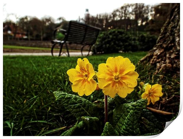 primroses in the park Print by chrissy woodhouse