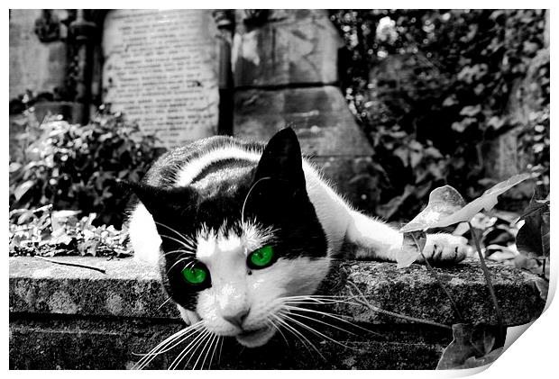 Cat in Highgate Cemetery. Print by Richard Cruttwell