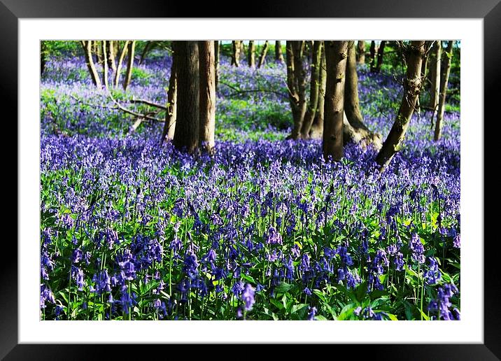 Bluebells in Upnor Framed Mounted Print by Richard Cruttwell