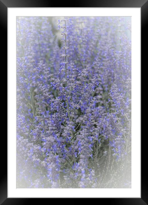Bursting Blues of Springtime Framed Mounted Print by Judy Hall-Folde
