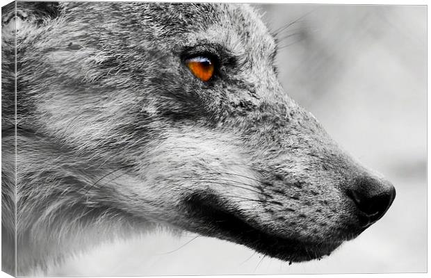 European Wolf Canvas Print by Richard Cruttwell