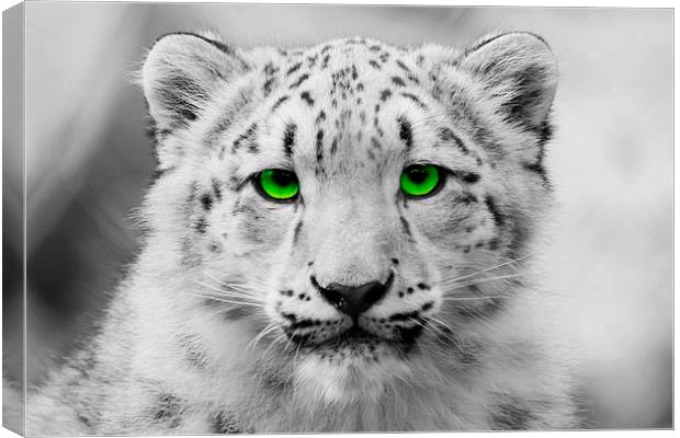 Snow Leopard Cub Canvas Print by Richard Cruttwell