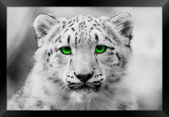 Snow Leopard Cub Framed Print by Richard Cruttwell
