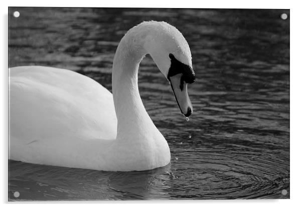 Swan Lake 2 Acrylic by Rob Seales