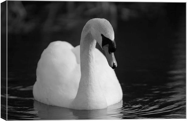 Peaceful Swan Canvas Print by Rob Seales