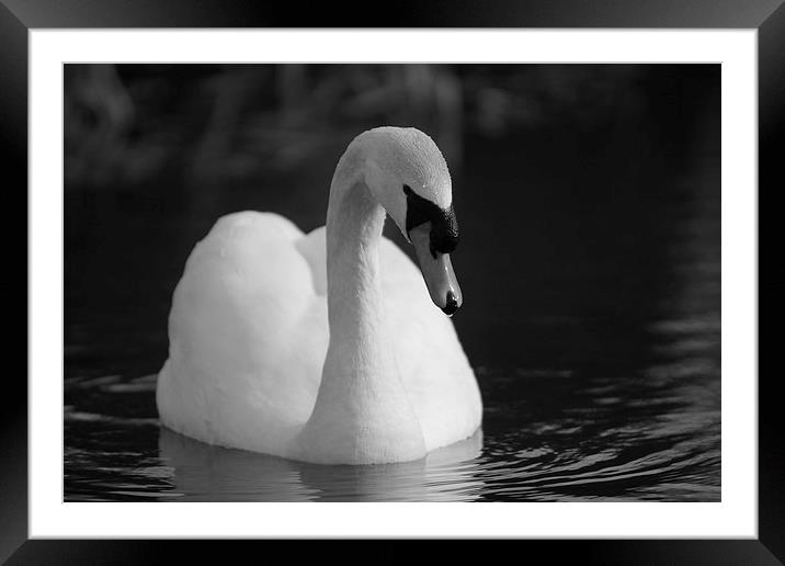 Peaceful Swan Framed Mounted Print by Rob Seales