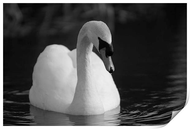 Peaceful Swan Print by Rob Seales