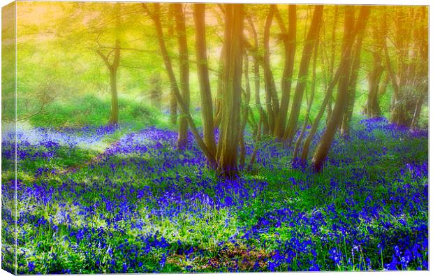 Dreaming of spring Canvas Print by Susan Sanger