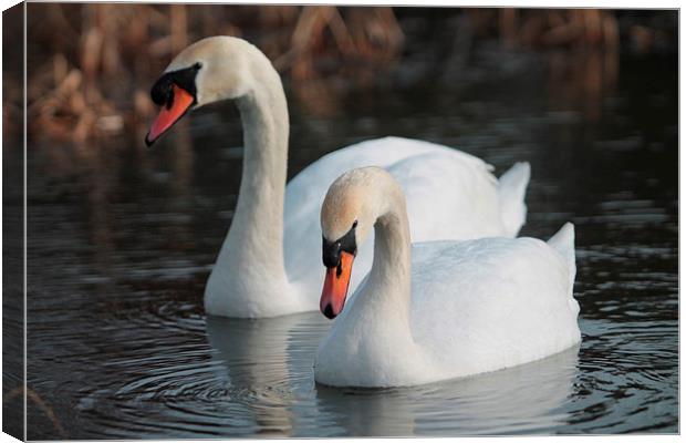 Two Swans swimming Canvas Print by Rob Seales