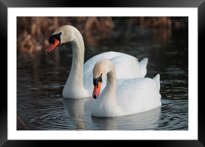 Two Swans swimming Framed Mounted Print by Rob Seales
