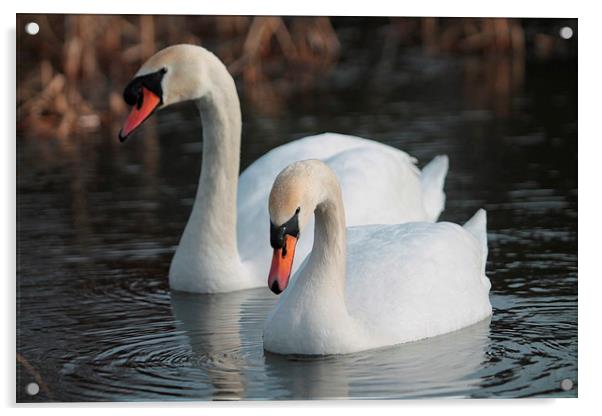 Two Swans swimming Acrylic by Rob Seales