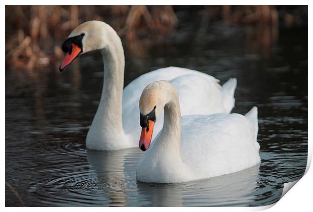 Two Swans swimming Print by Rob Seales