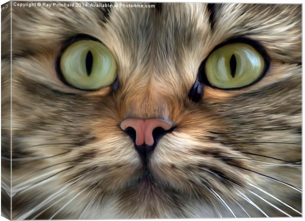 Cat Canvas Print by Ray Pritchard