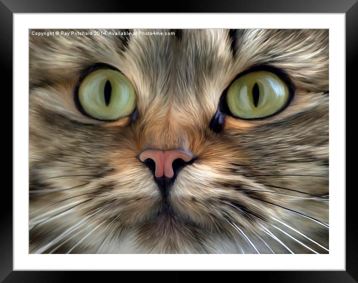 Cat Framed Mounted Print by Ray Pritchard