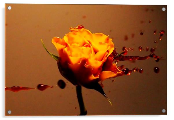Yellow Rose Acrylic by Richard Cruttwell