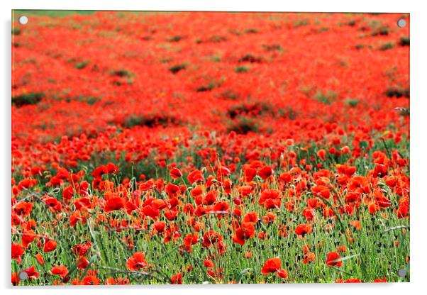 Field of Poppies Acrylic by Richard Cruttwell