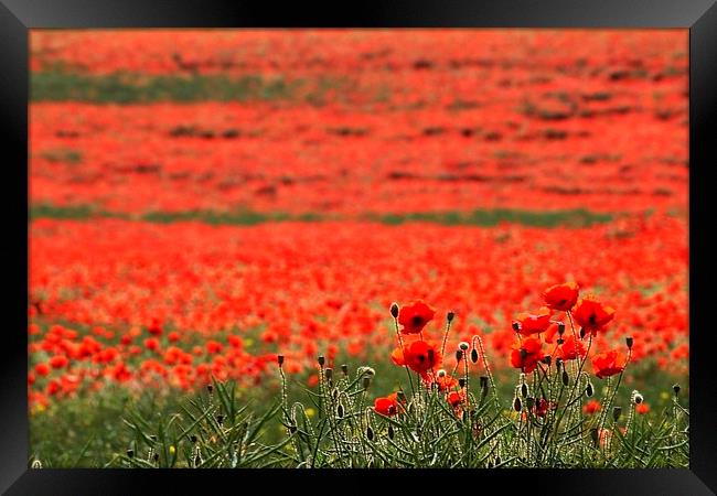 Field of Poppies Framed Print by Richard Cruttwell