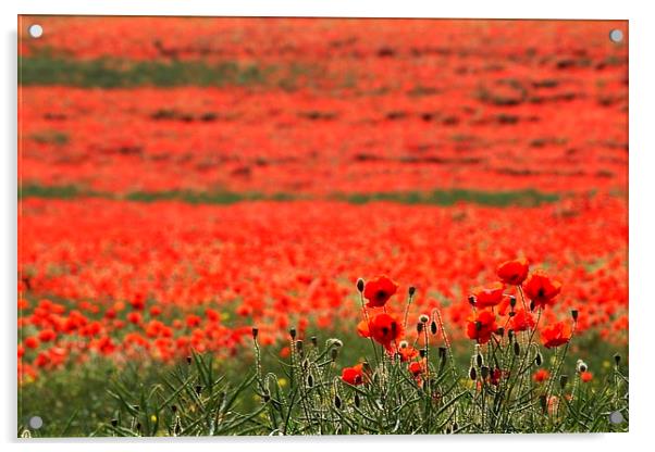 Field of Poppies Acrylic by Richard Cruttwell