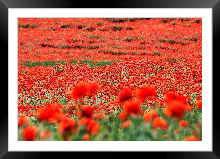 Field of Poppies Framed Mounted Print by Richard Cruttwell