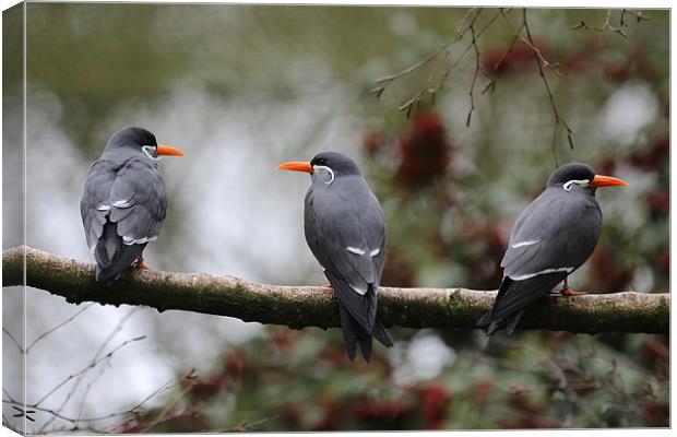 Trio of Terns Canvas Print by Mark Cake