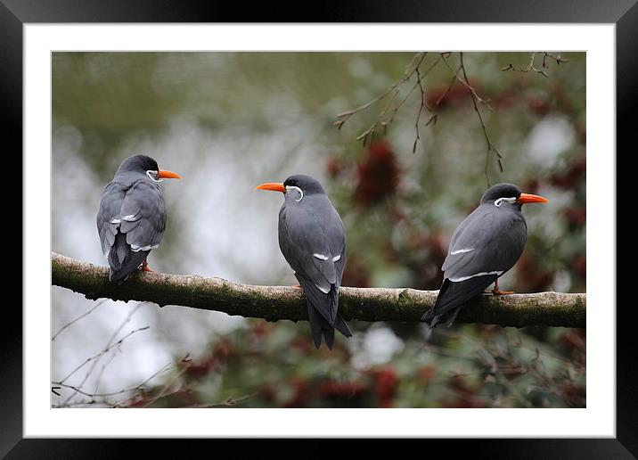 Trio of Terns Framed Mounted Print by Mark Cake
