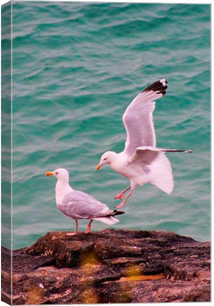 Seagulls in St Ives Canvas Print by Richard Cruttwell