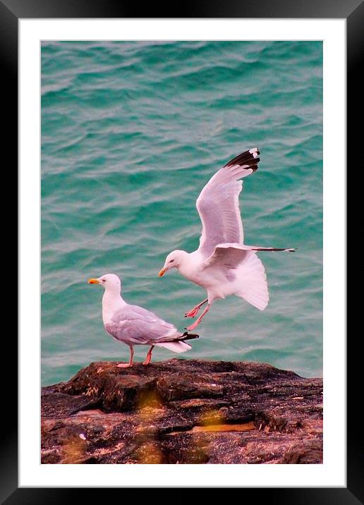 Seagulls in St Ives Framed Mounted Print by Richard Cruttwell