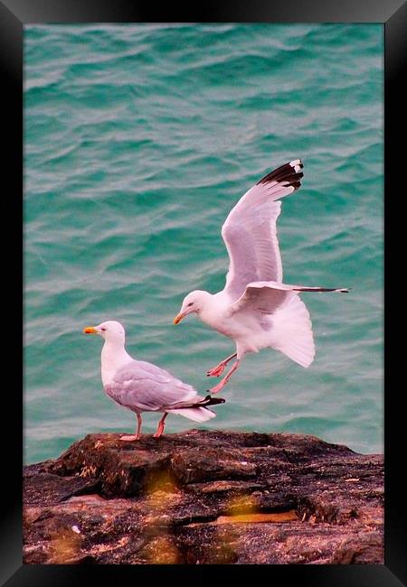 Seagulls in St Ives Framed Print by Richard Cruttwell