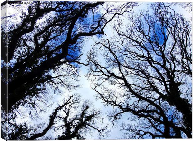 Winter Tree Tops Canvas Print by Annabelle Ward