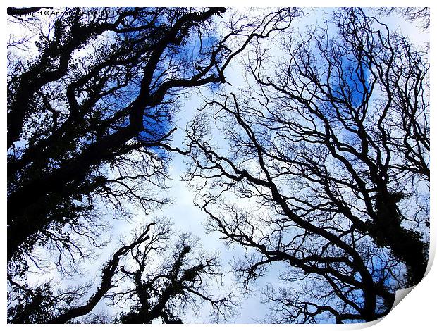 Winter Tree Tops Print by Annabelle Ward