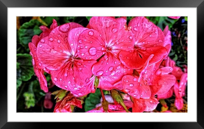 pink petals Framed Mounted Print by chrissy woodhouse