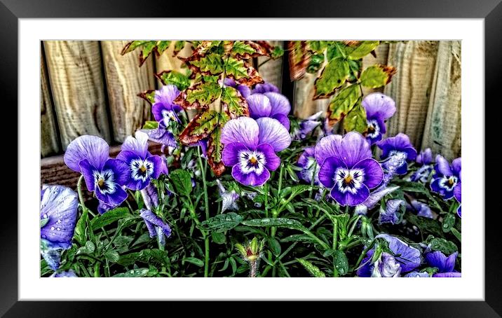 pansy people Framed Mounted Print by chrissy woodhouse
