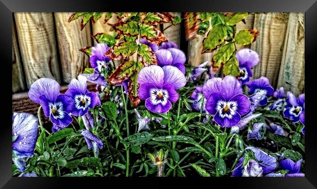 pansy people Framed Print by chrissy woodhouse